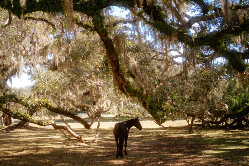 Where Is Cumberland Island?, Cumberland Island History, Tips For Getting To Cumberland Island, Best Things To Do, Where To Stay