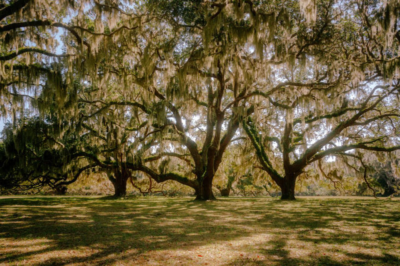 Where Is Cumberland Island?, Cumberland Island History, Tips For Getting To Cumberland Island, Best Things To Do, Where To Stay