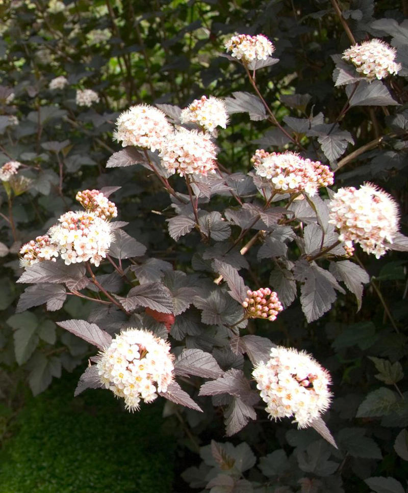 Mulberry, Cherry and Plum Trees, Serviceberry, Ninebark, Elderberry, Raspberry and Blackberry, Trumpet Honeysuckle, Chokeberry, Virginia Creeper, Wild Grape, Purple Coneflower, Cardinal Flower, Joe-Pye Weed, Goldenrod, Black-Eyed Susan, Columbine, Sunflower, Jewelweed