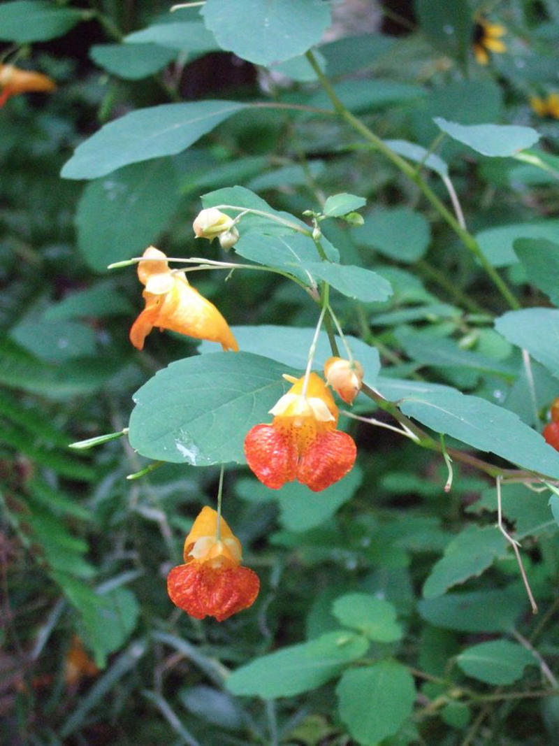 Mulberry, Cherry and Plum Trees, Serviceberry, Ninebark, Elderberry, Raspberry and Blackberry, Trumpet Honeysuckle, Chokeberry, Virginia Creeper, Wild Grape, Purple Coneflower, Cardinal Flower, Joe-Pye Weed, Goldenrod, Black-Eyed Susan, Columbine, Sunflower, Jewelweed