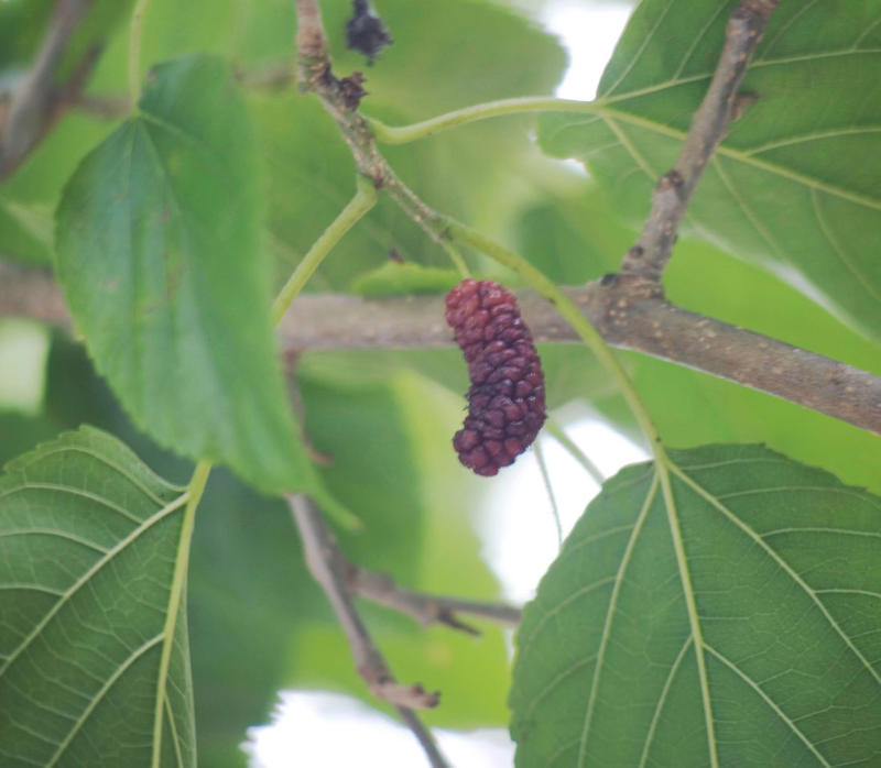 Mulberry, Cherry and Plum Trees, Serviceberry, Ninebark, Elderberry, Raspberry and Blackberry, Trumpet Honeysuckle, Chokeberry, Virginia Creeper, Wild Grape, Purple Coneflower, Cardinal Flower, Joe-Pye Weed, Goldenrod, Black-Eyed Susan, Columbine, Sunflower, Jewelweed