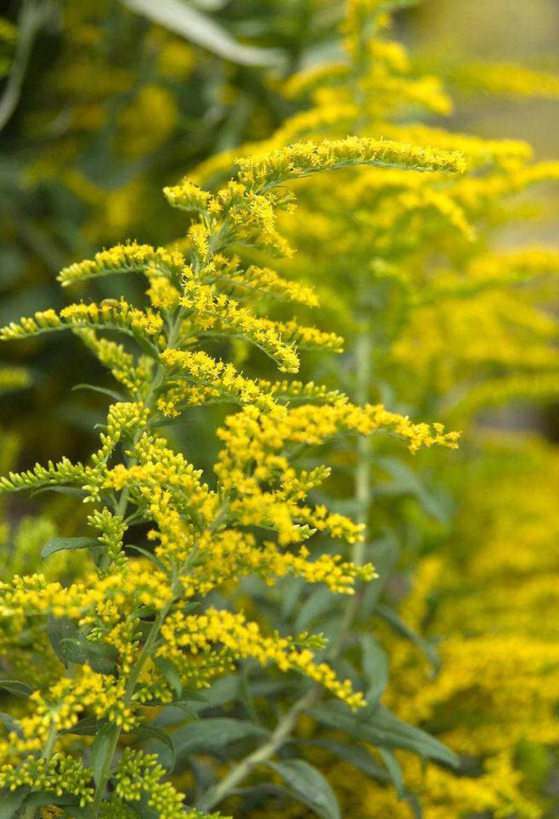 Mulberry, Cherry and Plum Trees, Serviceberry, Ninebark, Elderberry, Raspberry and Blackberry, Trumpet Honeysuckle, Chokeberry, Virginia Creeper, Wild Grape, Purple Coneflower, Cardinal Flower, Joe-Pye Weed, Goldenrod, Black-Eyed Susan, Columbine, Sunflower, Jewelweed
