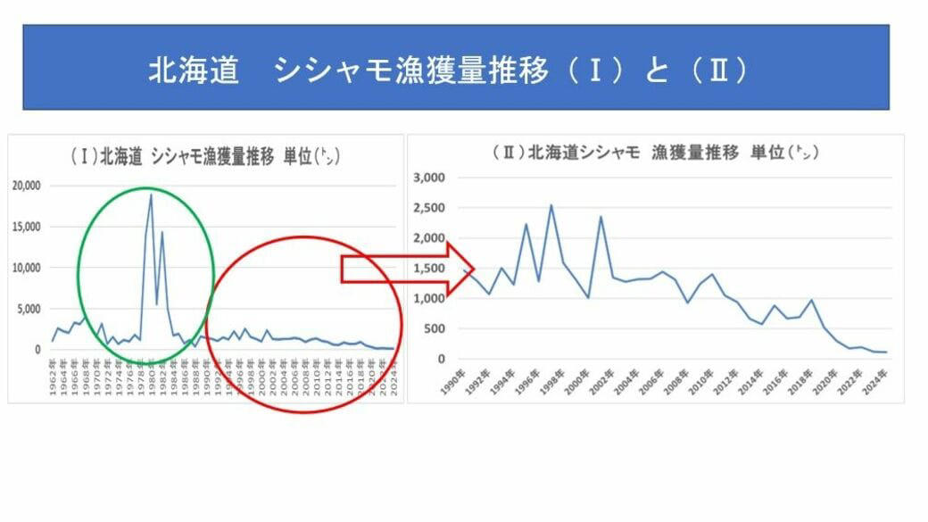 シシャモの供給体制に「黄色信号」でも安心なワケ, 水揚げ量がすごいアイスランドのシシャモ漁, 消えゆくシシャモと何度もV字回復する北欧シシャモ, アイスランドの資源調査, 魚が消えていく本当の原因