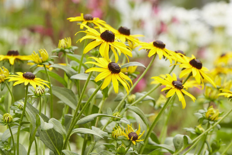 Mulberry, Cherry and Plum Trees, Serviceberry, Ninebark, Elderberry, Raspberry and Blackberry, Trumpet Honeysuckle, Chokeberry, Virginia Creeper, Wild Grape, Purple Coneflower, Cardinal Flower, Joe-Pye Weed, Goldenrod, Black-Eyed Susan, Columbine, Sunflower, Jewelweed