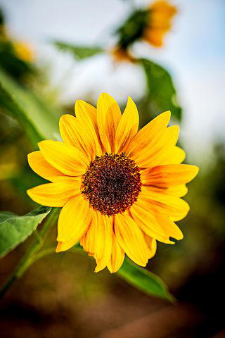 Mulberry, Cherry and Plum Trees, Serviceberry, Ninebark, Elderberry, Raspberry and Blackberry, Trumpet Honeysuckle, Chokeberry, Virginia Creeper, Wild Grape, Purple Coneflower, Cardinal Flower, Joe-Pye Weed, Goldenrod, Black-Eyed Susan, Columbine, Sunflower, Jewelweed