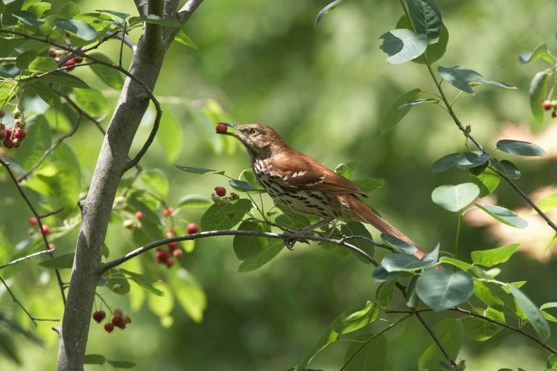 Mulberry, Cherry and Plum Trees, Serviceberry, Ninebark, Elderberry, Raspberry and Blackberry, Trumpet Honeysuckle, Chokeberry, Virginia Creeper, Wild Grape, Purple Coneflower, Cardinal Flower, Joe-Pye Weed, Goldenrod, Black-Eyed Susan, Columbine, Sunflower, Jewelweed