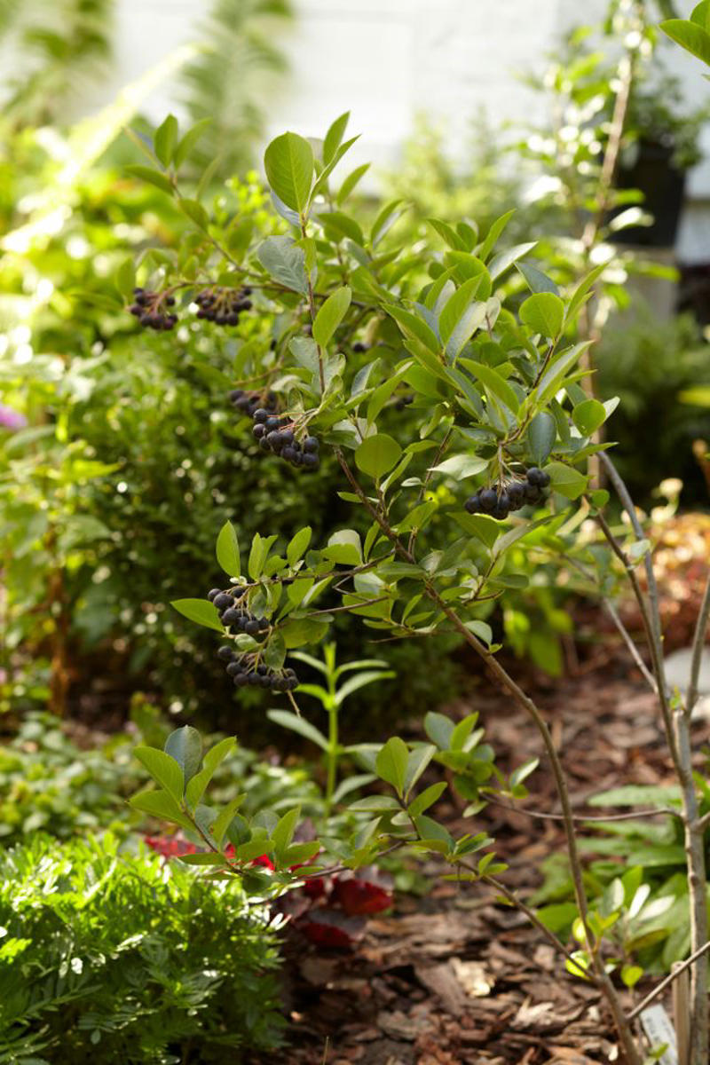 Mulberry, Cherry and Plum Trees, Serviceberry, Ninebark, Elderberry, Raspberry and Blackberry, Trumpet Honeysuckle, Chokeberry, Virginia Creeper, Wild Grape, Purple Coneflower, Cardinal Flower, Joe-Pye Weed, Goldenrod, Black-Eyed Susan, Columbine, Sunflower, Jewelweed