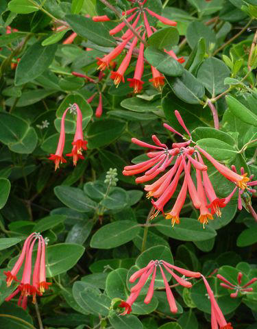 Mulberry, Cherry and Plum Trees, Serviceberry, Ninebark, Elderberry, Raspberry and Blackberry, Trumpet Honeysuckle, Chokeberry, Virginia Creeper, Wild Grape, Purple Coneflower, Cardinal Flower, Joe-Pye Weed, Goldenrod, Black-Eyed Susan, Columbine, Sunflower, Jewelweed
