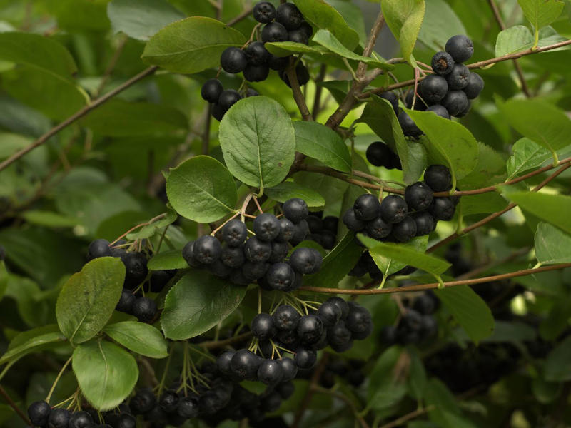 Mulberry, Cherry and Plum Trees, Serviceberry, Ninebark, Elderberry, Raspberry and Blackberry, Trumpet Honeysuckle, Chokeberry, Virginia Creeper, Wild Grape, Purple Coneflower, Cardinal Flower, Joe-Pye Weed, Goldenrod, Black-Eyed Susan, Columbine, Sunflower, Jewelweed