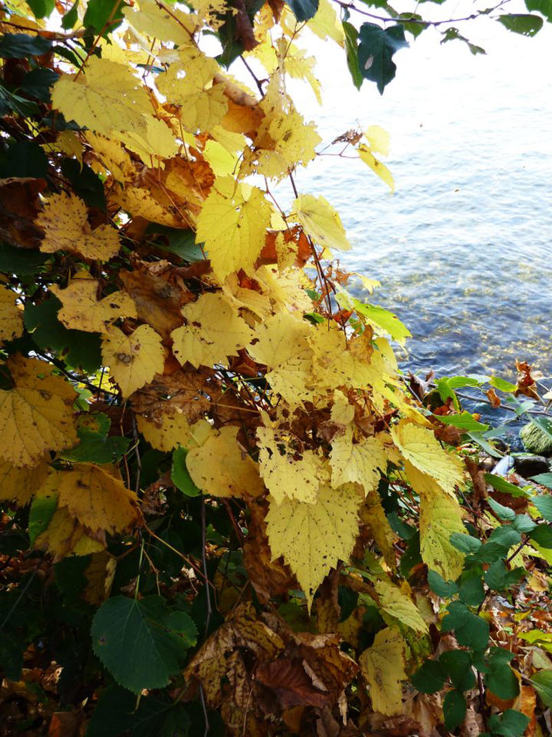 Mulberry, Cherry and Plum Trees, Serviceberry, Ninebark, Elderberry, Raspberry and Blackberry, Trumpet Honeysuckle, Chokeberry, Virginia Creeper, Wild Grape, Purple Coneflower, Cardinal Flower, Joe-Pye Weed, Goldenrod, Black-Eyed Susan, Columbine, Sunflower, Jewelweed