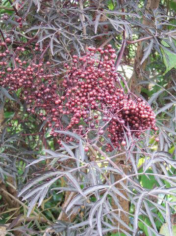 Mulberry, Cherry and Plum Trees, Serviceberry, Ninebark, Elderberry, Raspberry and Blackberry, Trumpet Honeysuckle, Chokeberry, Virginia Creeper, Wild Grape, Purple Coneflower, Cardinal Flower, Joe-Pye Weed, Goldenrod, Black-Eyed Susan, Columbine, Sunflower, Jewelweed