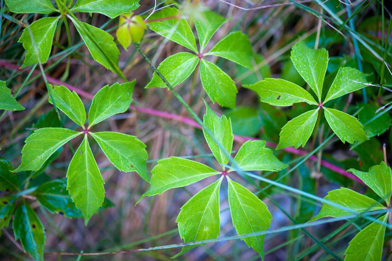 Mulberry, Cherry and Plum Trees, Serviceberry, Ninebark, Elderberry, Raspberry and Blackberry, Trumpet Honeysuckle, Chokeberry, Virginia Creeper, Wild Grape, Purple Coneflower, Cardinal Flower, Joe-Pye Weed, Goldenrod, Black-Eyed Susan, Columbine, Sunflower, Jewelweed