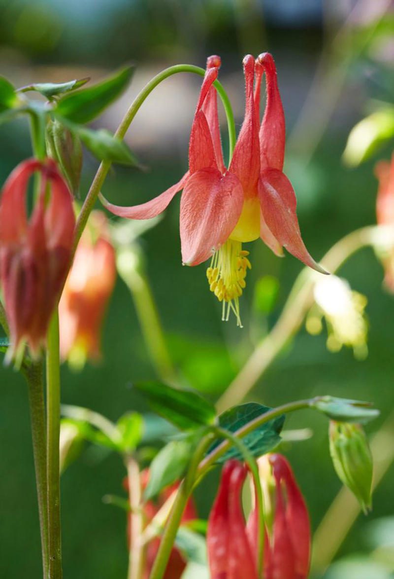 Mulberry, Cherry and Plum Trees, Serviceberry, Ninebark, Elderberry, Raspberry and Blackberry, Trumpet Honeysuckle, Chokeberry, Virginia Creeper, Wild Grape, Purple Coneflower, Cardinal Flower, Joe-Pye Weed, Goldenrod, Black-Eyed Susan, Columbine, Sunflower, Jewelweed