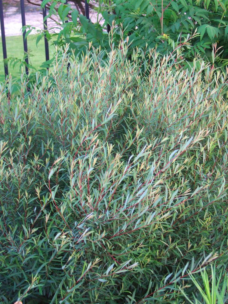 Mulberry, Cherry and Plum Trees, Serviceberry, Ninebark, Elderberry, Raspberry and Blackberry, Trumpet Honeysuckle, Chokeberry, Virginia Creeper, Wild Grape, Purple Coneflower, Cardinal Flower, Joe-Pye Weed, Goldenrod, Black-Eyed Susan, Columbine, Sunflower, Jewelweed