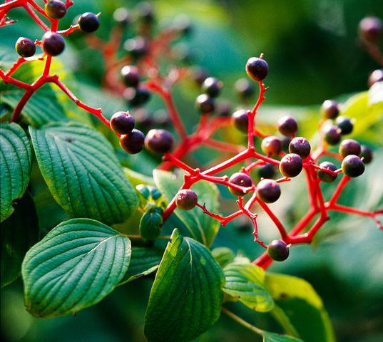 Mulberry, Cherry and Plum Trees, Serviceberry, Ninebark, Elderberry, Raspberry and Blackberry, Trumpet Honeysuckle, Chokeberry, Virginia Creeper, Wild Grape, Purple Coneflower, Cardinal Flower, Joe-Pye Weed, Goldenrod, Black-Eyed Susan, Columbine, Sunflower, Jewelweed