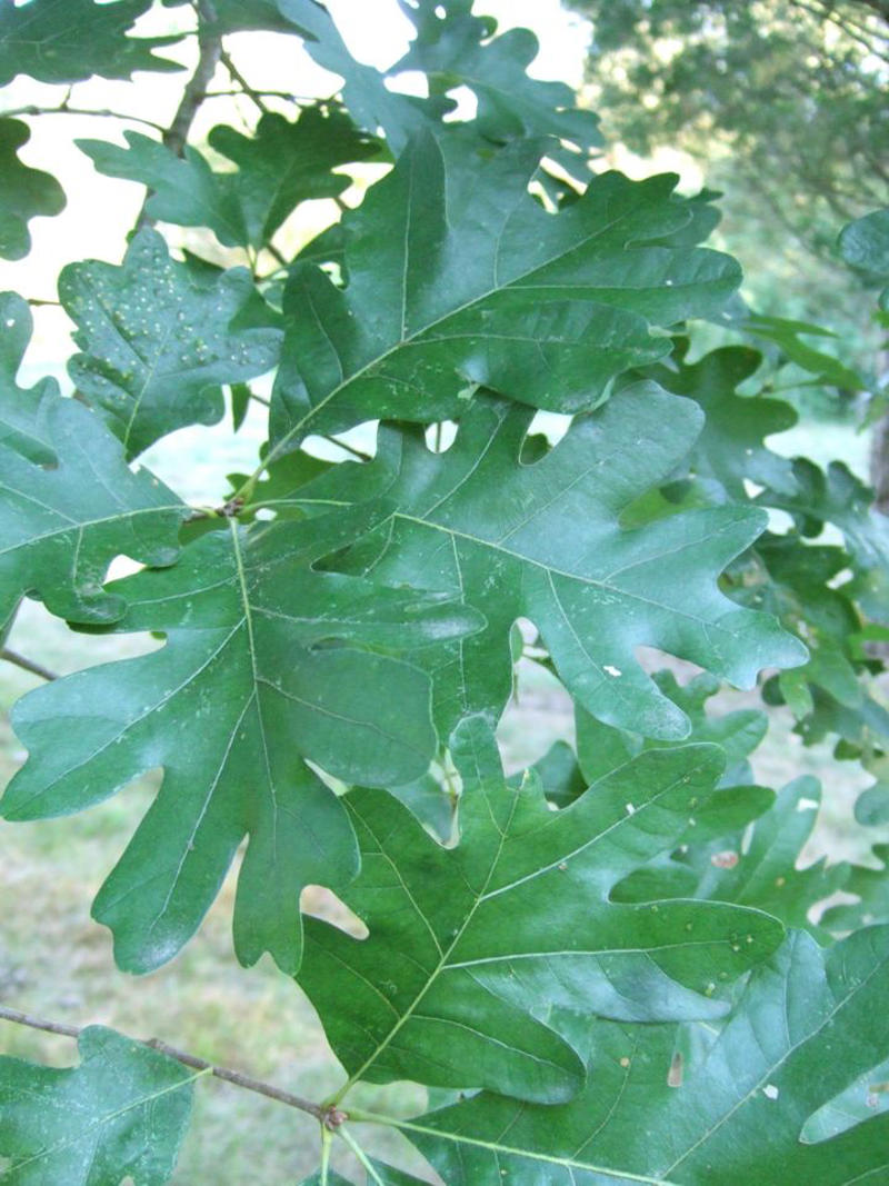 Mulberry, Cherry and Plum Trees, Serviceberry, Ninebark, Elderberry, Raspberry and Blackberry, Trumpet Honeysuckle, Chokeberry, Virginia Creeper, Wild Grape, Purple Coneflower, Cardinal Flower, Joe-Pye Weed, Goldenrod, Black-Eyed Susan, Columbine, Sunflower, Jewelweed