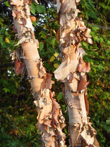 Mulberry, Cherry and Plum Trees, Serviceberry, Ninebark, Elderberry, Raspberry and Blackberry, Trumpet Honeysuckle, Chokeberry, Virginia Creeper, Wild Grape, Purple Coneflower, Cardinal Flower, Joe-Pye Weed, Goldenrod, Black-Eyed Susan, Columbine, Sunflower, Jewelweed