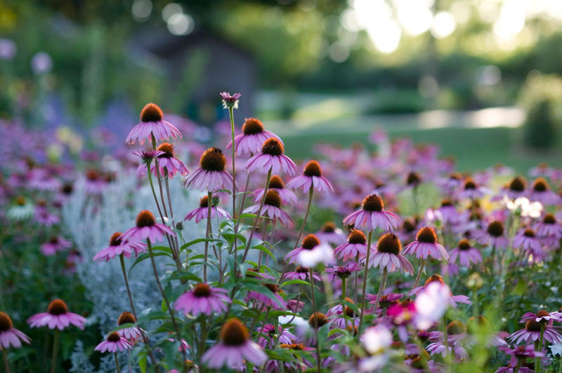 Mulberry, Cherry and Plum Trees, Serviceberry, Ninebark, Elderberry, Raspberry and Blackberry, Trumpet Honeysuckle, Chokeberry, Virginia Creeper, Wild Grape, Purple Coneflower, Cardinal Flower, Joe-Pye Weed, Goldenrod, Black-Eyed Susan, Columbine, Sunflower, Jewelweed