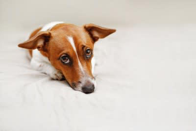 1.犬に適した住居環境を準備できない, 2.金銭的に余裕がない, 3.生活リズムを犬に合わせられない, 4.犬を置き去りにして外泊してしまう, 5.感情的に犬を悲しませる行動をしがち, 6.飼い主の「義務」を遂行できない