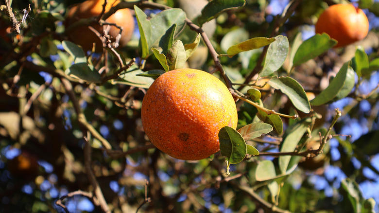 Florida oranges, Wild blueberries, High cacao chocolate, California Brussels sprouts, Domestic beef, Iceberg lettuce, Cottage cheese, Cauliflower, Florida's Asian vegetables