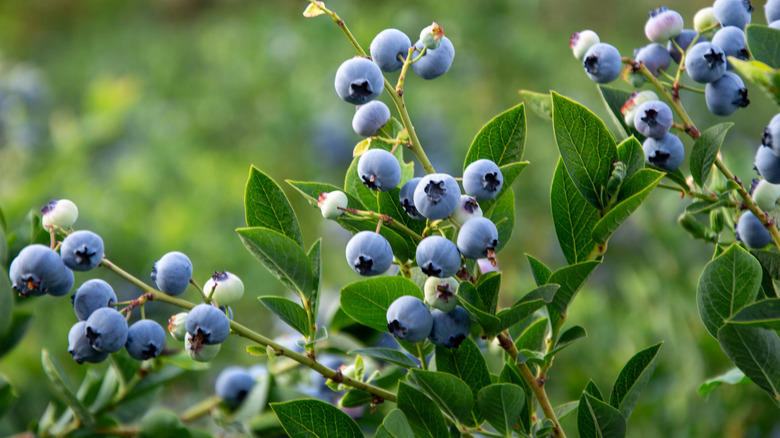 Florida oranges, Wild blueberries, High cacao chocolate, California Brussels sprouts, Domestic beef, Iceberg lettuce, Cottage cheese, Cauliflower, Florida's Asian vegetables