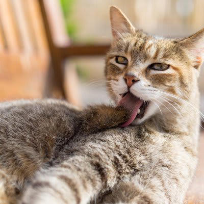 猫が撫でられた場所をすぐに舐める理由5つ, 1. 自分のニオイを上書きして安心しようとしている, 2.軽い違和感や刺激をリセットしている, 3.緊張や戸惑いの「転位行動」として現れている, 4.毛並みを整えるグルーミングの延長, 5.「もう十分」と伝えるさりげないサイン, 猫に喜ばれやすい撫で方のコツ