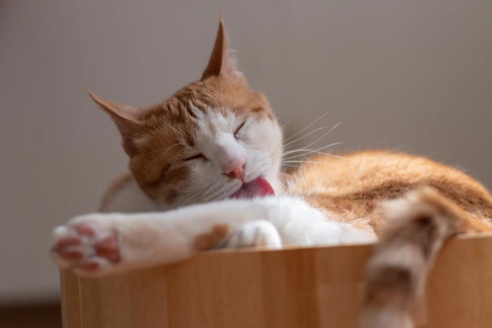 猫が撫でられた場所をすぐに舐める理由5つ, 1. 自分のニオイを上書きして安心しようとしている, 2.軽い違和感や刺激をリセットしている, 3.緊張や戸惑いの「転位行動」として現れている, 4.毛並みを整えるグルーミングの延長, 5.「もう十分」と伝えるさりげないサイン, 猫に喜ばれやすい撫で方のコツ