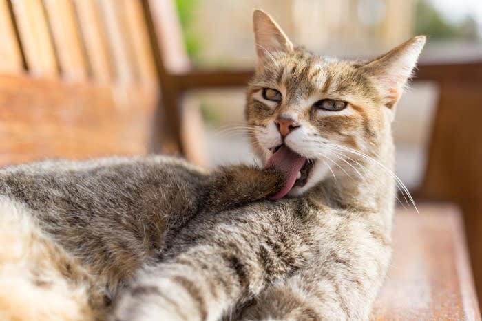 猫が撫でられた場所をすぐに舐める理由5つ, 1. 自分のニオイを上書きして安心しようとしている, 2.軽い違和感や刺激をリセットしている, 3.緊張や戸惑いの「転位行動」として現れている, 4.毛並みを整えるグルーミングの延長, 5.「もう十分」と伝えるさりげないサイン, 猫に喜ばれやすい撫で方のコツ