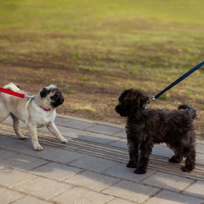 犬嫌いなワンコへの絶対NG行為3つ, 1.無理に挨拶させる, 2.リードを強く引く, 3.犬に吠えたときに叱る, 犬嫌いを慣れさせるコツ, 適切な距離を見極める, トレーニングを積む, 専門家に依頼する