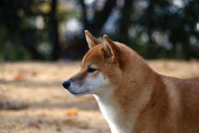 犬嫌いなワンコへの絶対NG行為3つ, 1.無理に挨拶させる, 2.リードを強く引く, 3.犬に吠えたときに叱る, 犬嫌いを慣れさせるコツ, 適切な距離を見極める, トレーニングを積む, 専門家に依頼する