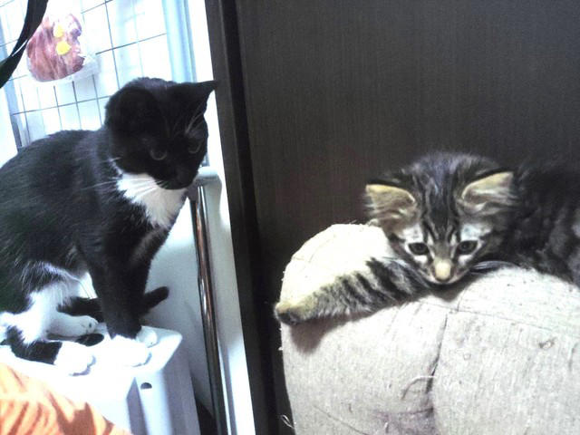 ヤンヤンくんの障害, 取られてしまったお父さん, 用水路に流された子猫, 「この子、多分捨て猫」, お兄ちゃんに任命, 簡単に通り過ぎる社会になってほしくない