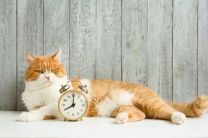 1.鳴いて起こす, 2.舐める・噛む, 3.体の上に乗る, 猫に起こされて困るときは？
