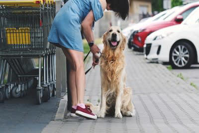 日本における犬の誘拐の扱いについて, 犬が誘拐されるかもしれない危険な場所, 1.店先や公共施設の前, 問題なのは場所だけじゃない！？知っておくべき防止策, 外出先で犬を単独にさせない, リードをつけていない時には目を離さない, 万が一誘拐された場合の対処法