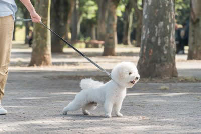 犬嫌いなワンコへの絶対NG行為3つ, 1.無理に挨拶させる, 2.リードを強く引く, 3.犬に吠えたときに叱る, 犬嫌いを慣れさせるコツ, 適切な距離を見極める, トレーニングを積む, 専門家に依頼する
