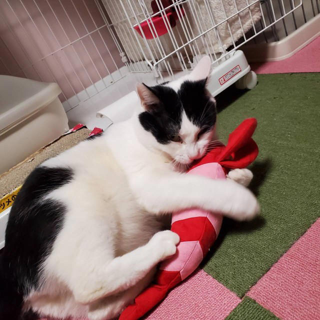 野良猫からベタベタ甘々猫に, はっちゃんは怒っています, 猫も人も見つめ続けてきたから, 30年前の夢リストを今