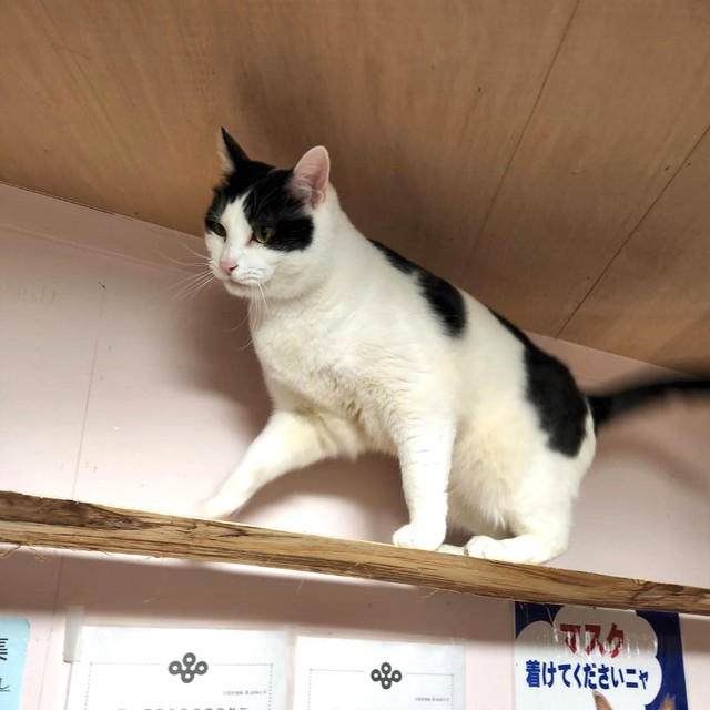 野良猫からベタベタ甘々猫に, はっちゃんは怒っています, 猫も人も見つめ続けてきたから, 30年前の夢リストを今