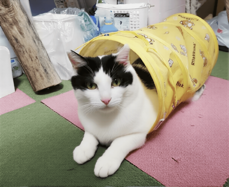 野良猫からベタベタ甘々猫に, はっちゃんは怒っています, 猫も人も見つめ続けてきたから, 30年前の夢リストを今