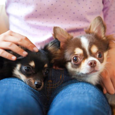 『多頭飼いに向いていない犬』4選, 1.他の犬への攻撃性が高い, 2.飼い主に過度に依存している, 3.問題行動がある, 4.先住犬との年齢差がありすぎる, お迎え後、後悔しないために知っておくべきこと