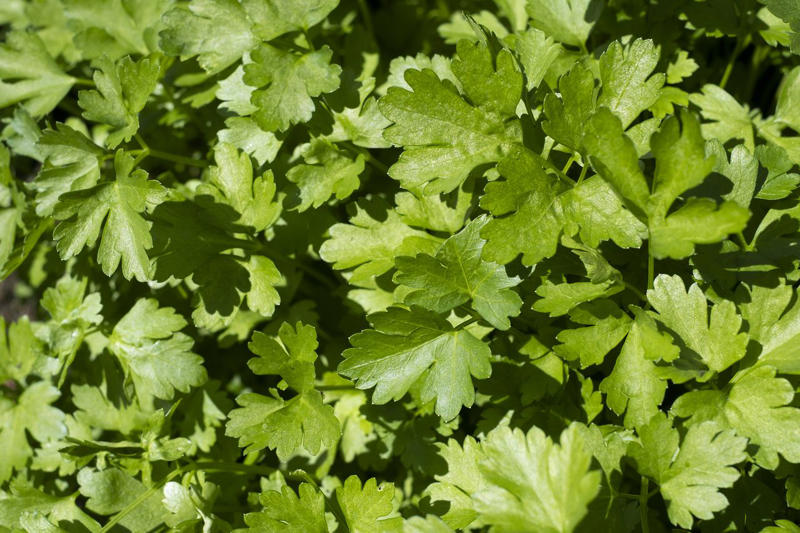 How Companion Plants Work, Serving as Trap Crops, Deterring Pests, Attracting Beneficial Insects, Improving The Soil, What Not To Plant With Peppers