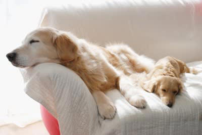 『多頭飼いに向いていない犬』4選, 1.他の犬への攻撃性が高い, 2.飼い主に過度に依存している, 3.問題行動がある, 4.先住犬との年齢差がありすぎる, お迎え後、後悔しないために知っておくべきこと