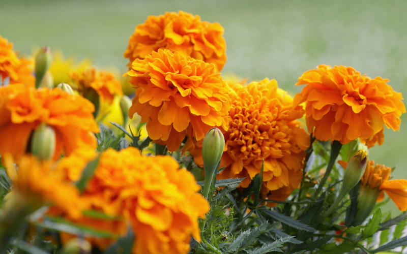 Lavender, Marigolds, Citronella Grass, Petunias, Rosemary, Scented Geraniums, Bay Laurel