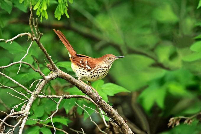 Brown Thrasher, Long-billed Thrasher, Curve-billed Thrasher, Bendire’s Thrasher, Sage Thrasher, California Thrasher, Crissal Thrasher, LaConte’s Thrasher, Attracting Thrasher Birds
