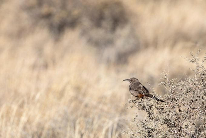 Brown Thrasher, Long-billed Thrasher, Curve-billed Thrasher, Bendire’s Thrasher, Sage Thrasher, California Thrasher, Crissal Thrasher, LaConte’s Thrasher, Attracting Thrasher Birds