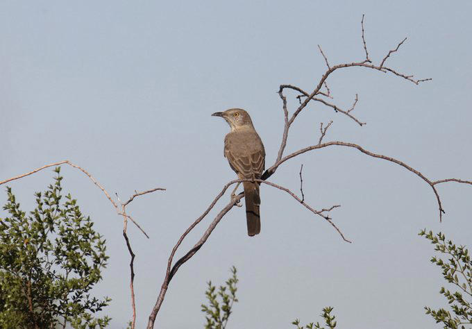 Brown Thrasher, Long-billed Thrasher, Curve-billed Thrasher, Bendire’s Thrasher, Sage Thrasher, California Thrasher, Crissal Thrasher, LaConte’s Thrasher, Attracting Thrasher Birds