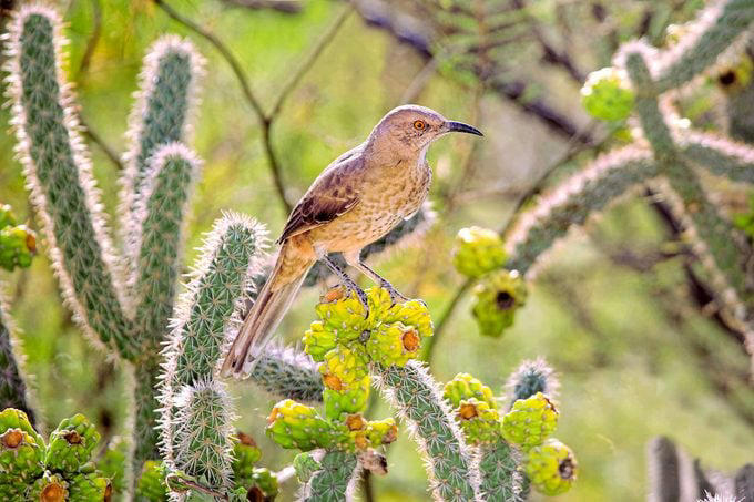 Brown Thrasher, Long-billed Thrasher, Curve-billed Thrasher, Bendire’s Thrasher, Sage Thrasher, California Thrasher, Crissal Thrasher, LaConte’s Thrasher, Attracting Thrasher Birds