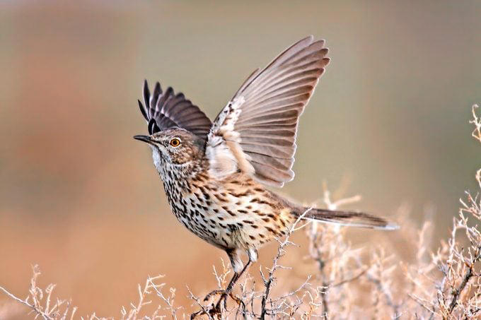 Brown Thrasher, Long-billed Thrasher, Curve-billed Thrasher, Bendire’s Thrasher, Sage Thrasher, California Thrasher, Crissal Thrasher, LaConte’s Thrasher, Attracting Thrasher Birds
