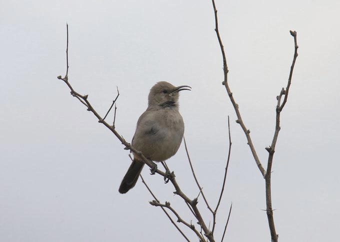 Brown Thrasher, Long-billed Thrasher, Curve-billed Thrasher, Bendire’s Thrasher, Sage Thrasher, California Thrasher, Crissal Thrasher, LaConte’s Thrasher, Attracting Thrasher Birds