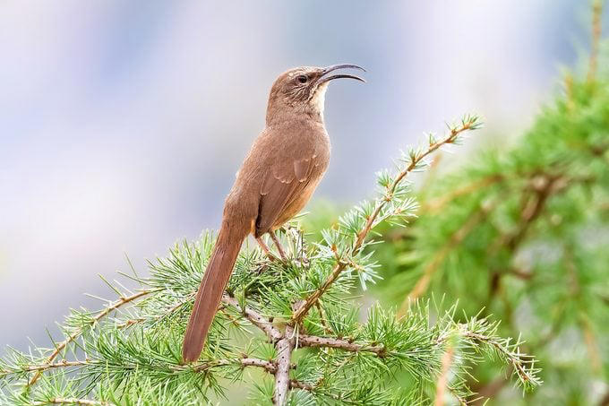 Brown Thrasher, Long-billed Thrasher, Curve-billed Thrasher, Bendire’s Thrasher, Sage Thrasher, California Thrasher, Crissal Thrasher, LaConte’s Thrasher, Attracting Thrasher Birds