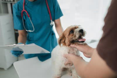 犬の「超危険な症状」5選, 1.ぐったりして動かない, 2.何度も激しく吐く・下痢をする, 3.呼吸が苦しそう, 4.お腹が急激に膨らむ, 5.突然のけいれんや震え, 「いつもと違う」を見極めるチェックリスト, 病院へ行く前に準備しておくこと