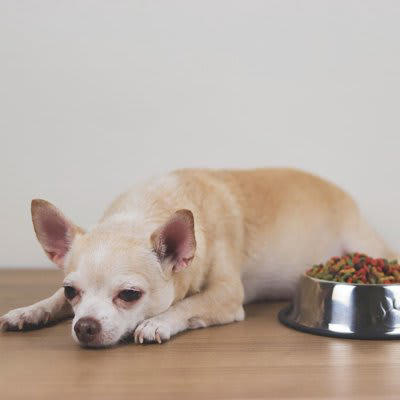 犬の「超危険な症状」5選, 1.ぐったりして動かない, 2.何度も激しく吐く・下痢をする, 3.呼吸が苦しそう, 4.お腹が急激に膨らむ, 5.突然のけいれんや震え, 「いつもと違う」を見極めるチェックリスト, 病院へ行く前に準備しておくこと